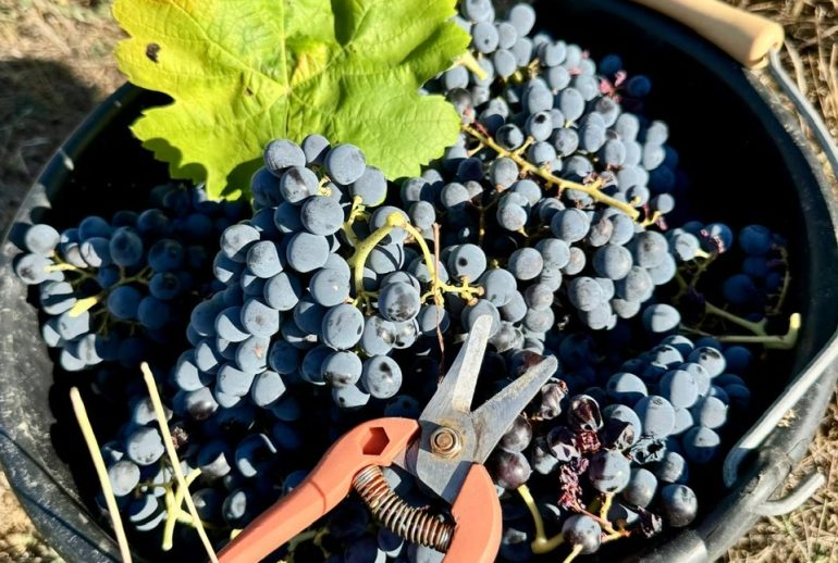 Vendanges 2026
début le 19 aout